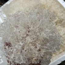 短龙须雪燕