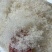 短龙须雪燕