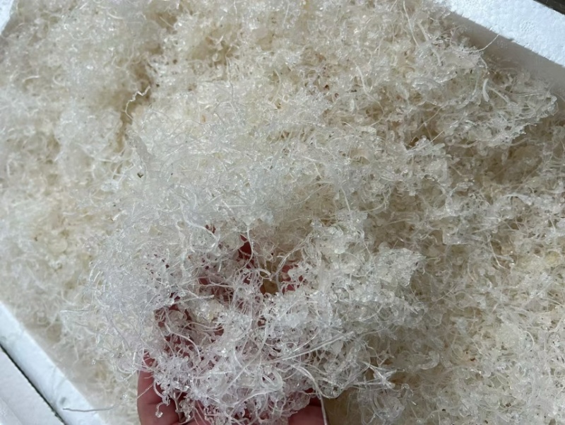 短龙须雪燕