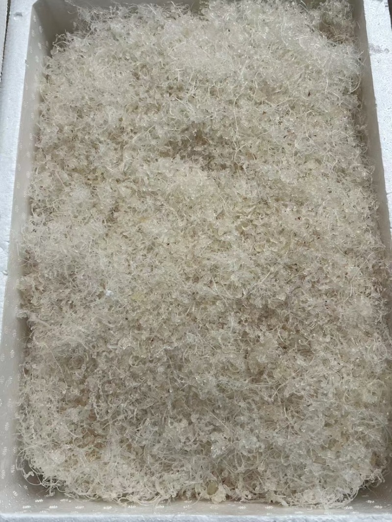 短龙须雪燕