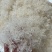 短龙须雪燕