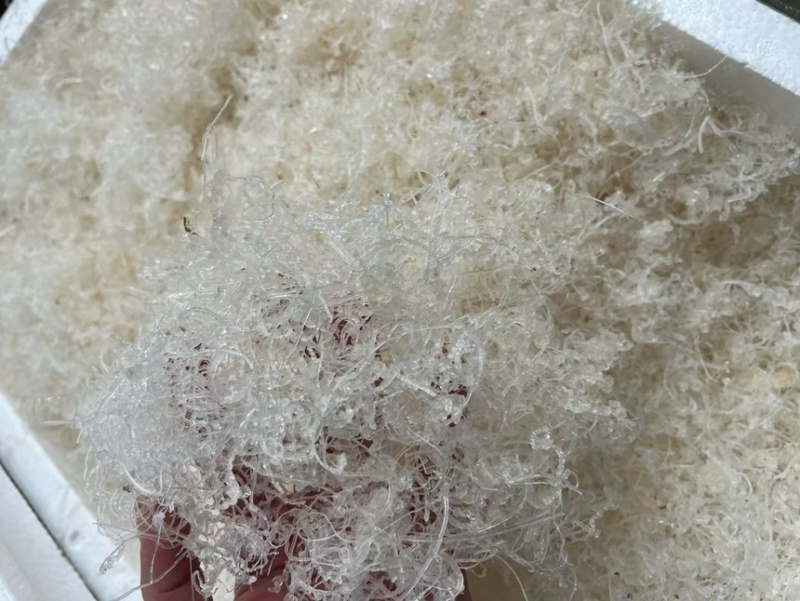 短龙须雪燕