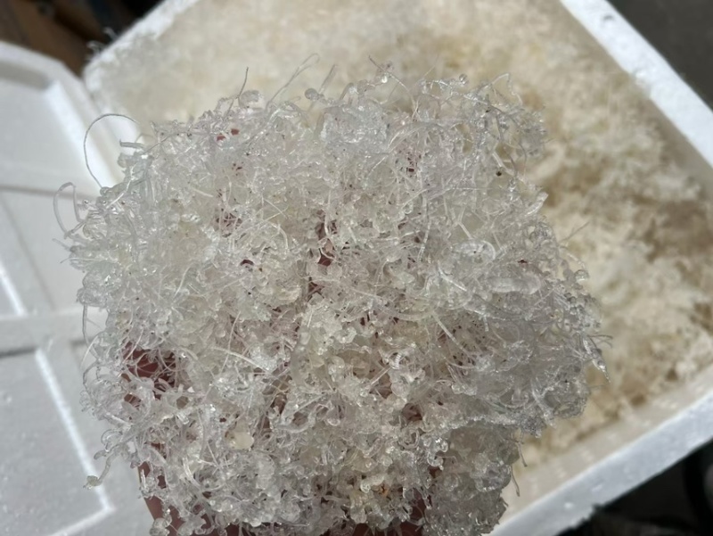 短龙须雪燕