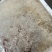 短龙须雪燕
