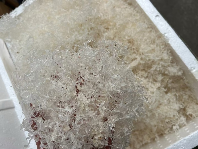 短龙须雪燕