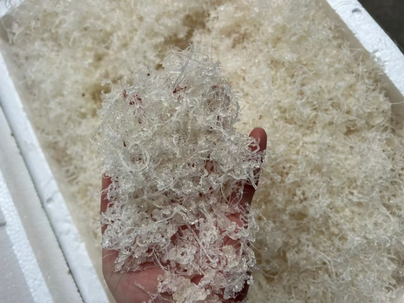 短龙须雪燕