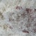 短龙须雪燕