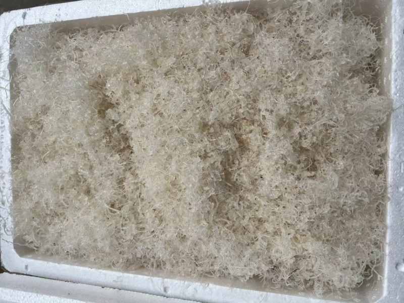 短龙须雪燕
