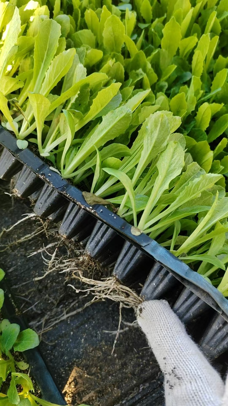 【油麦菜苗】河北邯郸油麦苗苗基地直发诚信经营