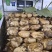 【莲藕】湖北莲藕鄂莲6号黄石千亩田藕大量供应