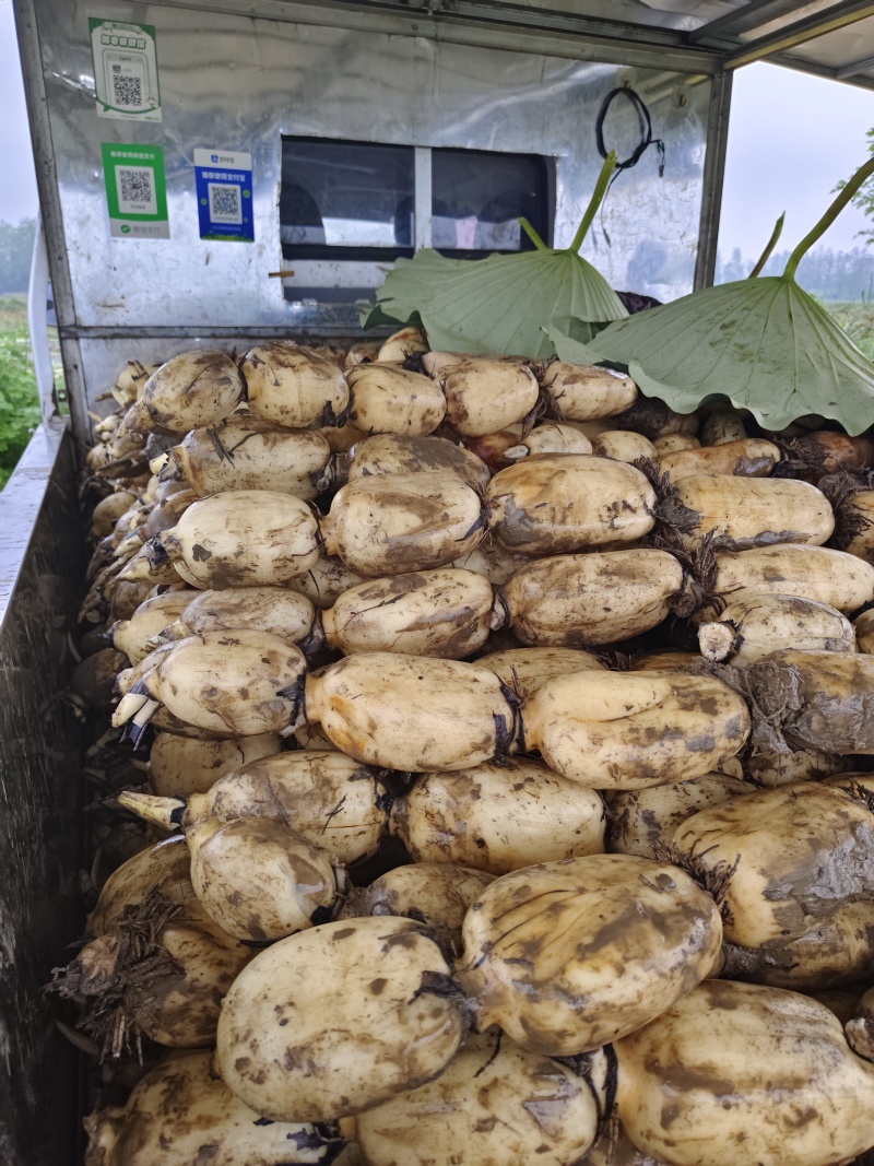 【莲藕】湖北莲藕鄂莲6号黄石千亩田藕大量供应