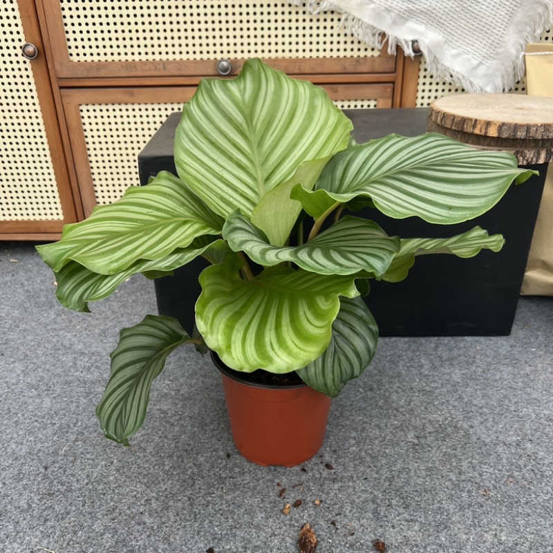 超大青苹果竹芋170#杯一件18盆