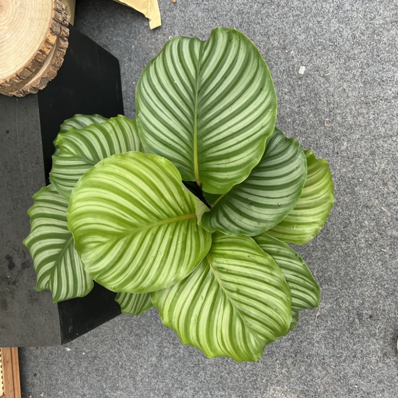 超大青苹果竹芋170#杯一件18盆