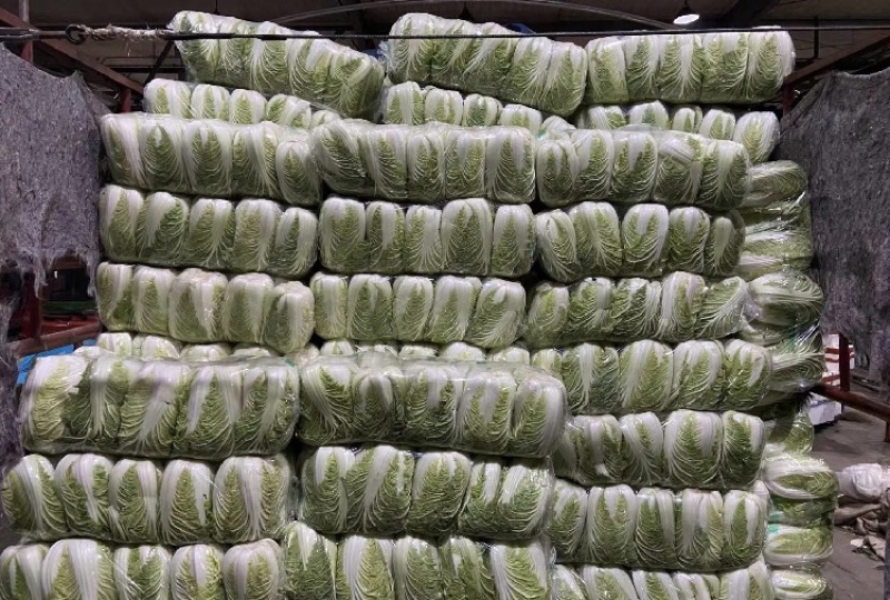 【推荐】山东黄心白菜产地直发量大价优可视频看货
