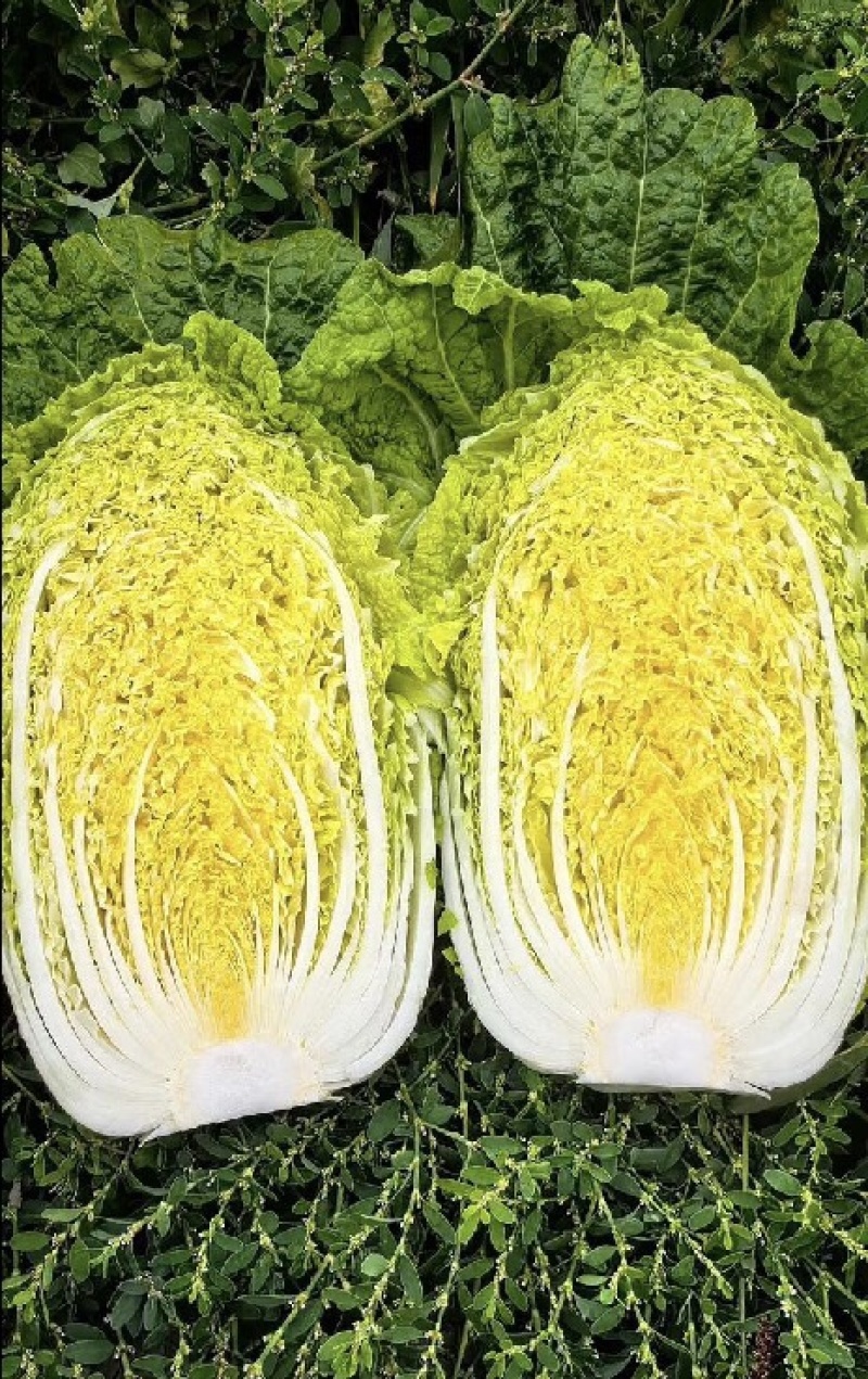 【推荐】山东黄心白菜产地直发量大价优可视频看货