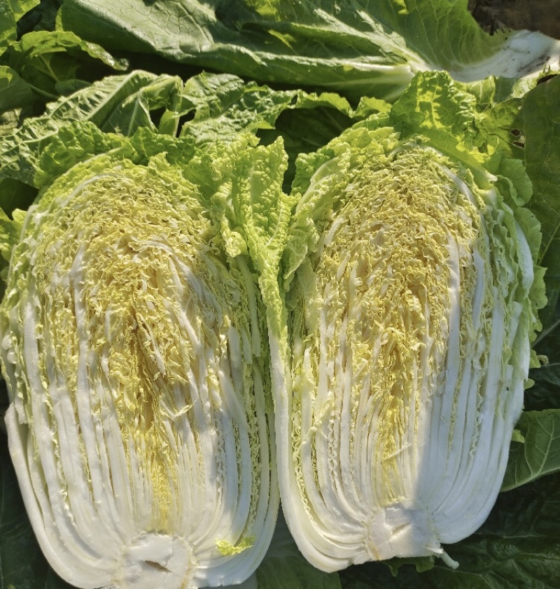 【推荐】山东黄心白菜产地直发量大价优可视频看货