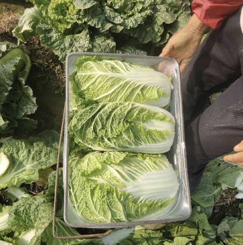 【推荐】山东黄心白菜产地直发量大价优可视频看货