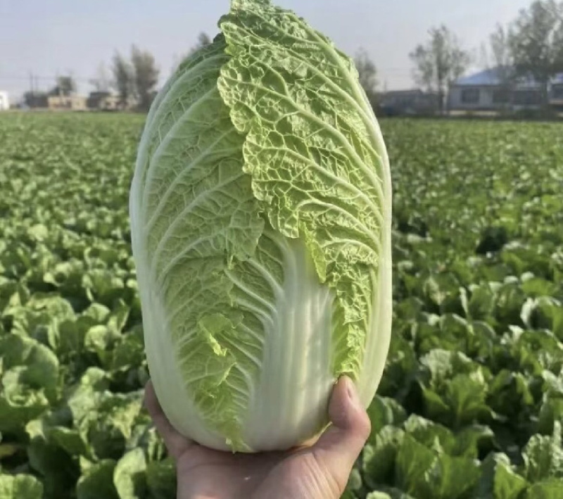 【推荐】山东黄心白菜产地直发量大价优可视频看货