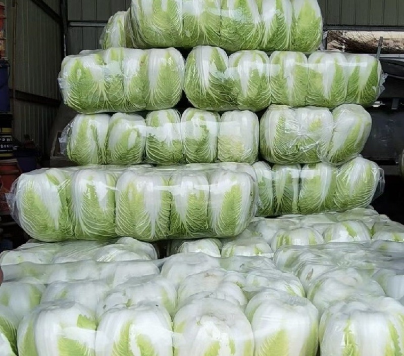 【推荐】山东黄心白菜产地直发量大价优可视频看货