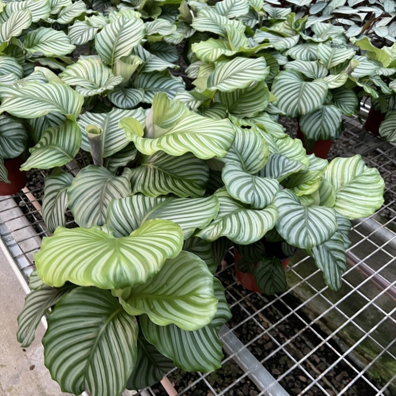 超大青苹果竹芋170#杯一件18盆