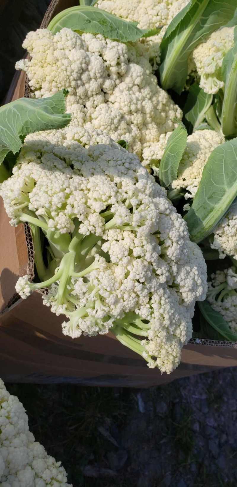 松花菜有机花白花菜小米粒白面青更菜花跟平叶净