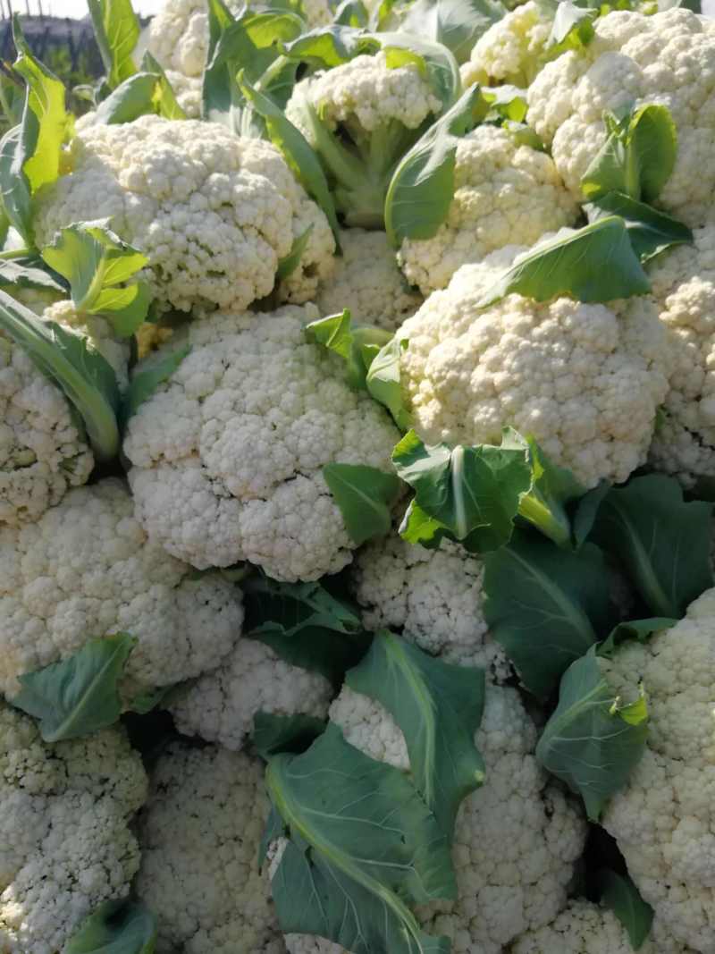 松花菜有机花白花菜小米粒白面青更菜花跟平叶净