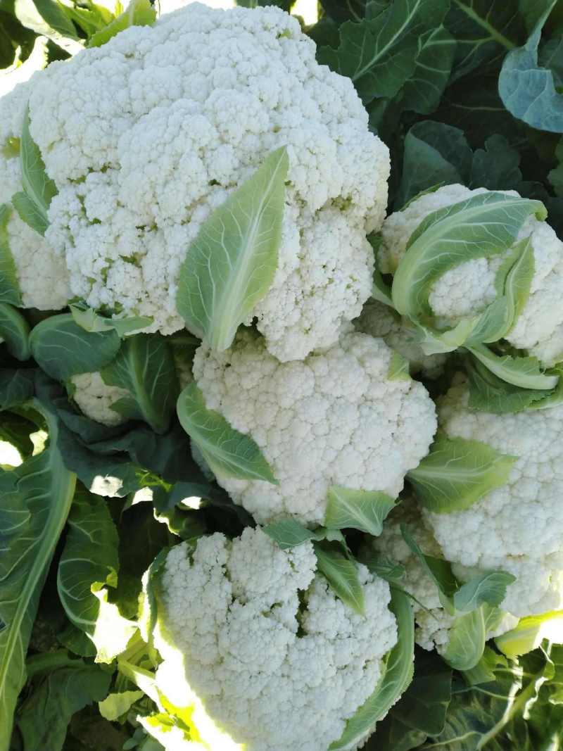 松花菜有机花白花菜小米粒白面青更菜花跟平叶净