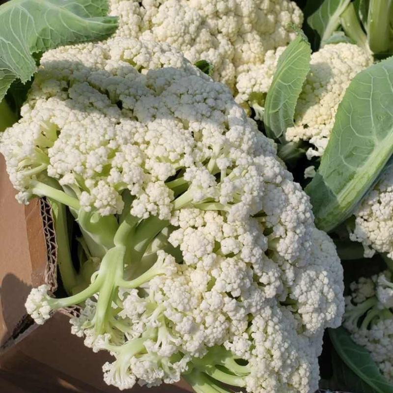 松花菜有机花白花菜小米粒白面青更菜花跟平叶净
