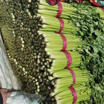 芹菜法国皇后芹菜西芹中棵大棵小棵电商货商超货工厂货