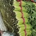 芹菜法国皇后芹菜西芹中棵大棵小棵电商货商超货工厂货