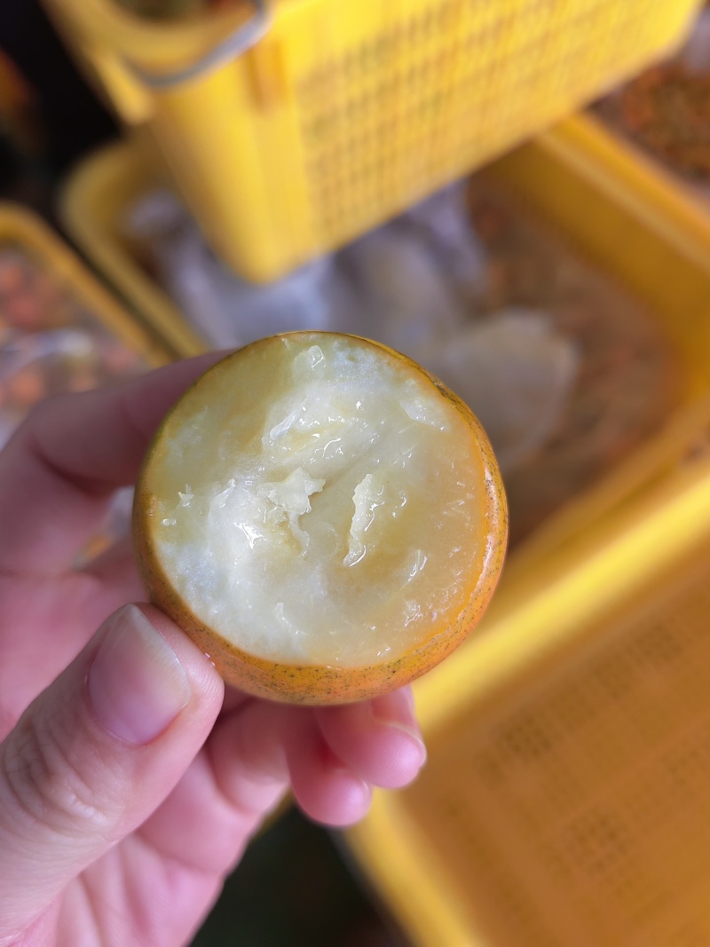 精品脆蜜金桔，产地直发，全国市场，商超供应，支持一件代发