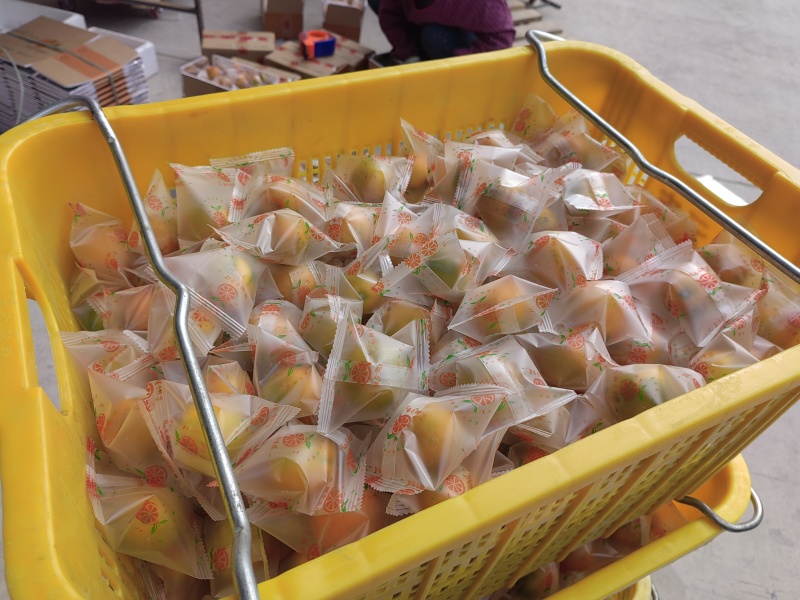精品脆蜜金桔，产地直发，全国市场，商超供应，支持一件代发