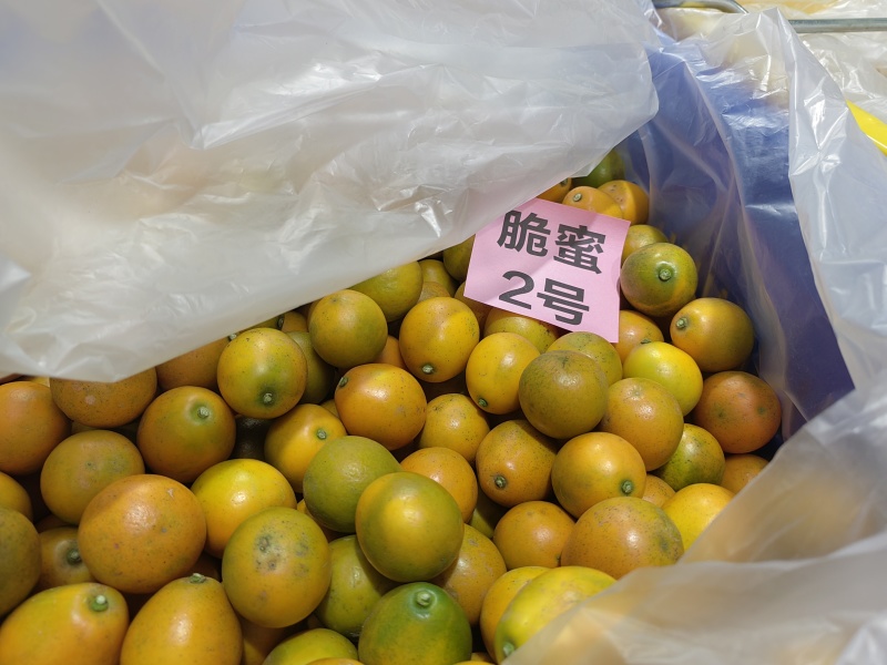 精品脆蜜金桔，产地直发，全国市场，商超供应，支持一件代发