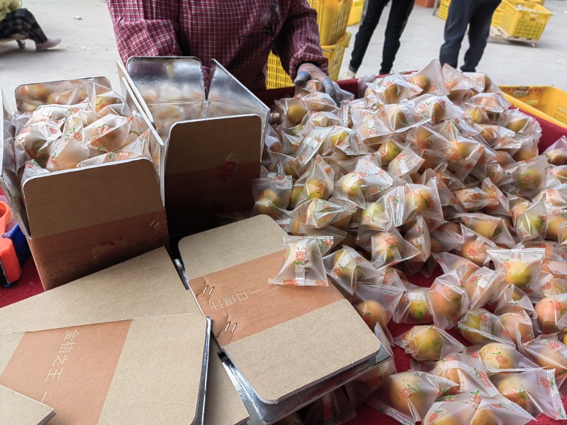 精品脆蜜金桔，产地直发，全国市场，商超供应，支持一件代发