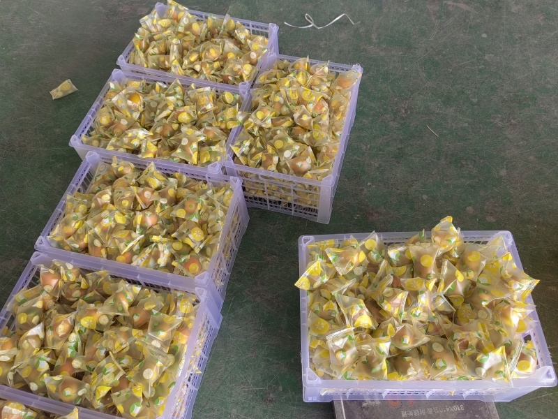 精品脆蜜金桔，产地直发，全国市场，商超供应，支持一件代发