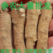 正宗文登西洋参条段根枝500克可切片打粉包邮参农大量批发