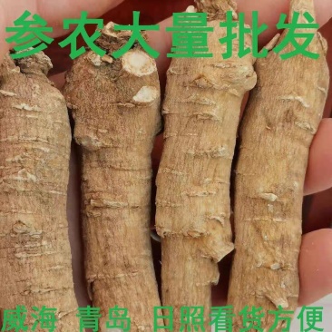正宗文登西洋参条段根枝500克可切片打粉包邮参农大量批发