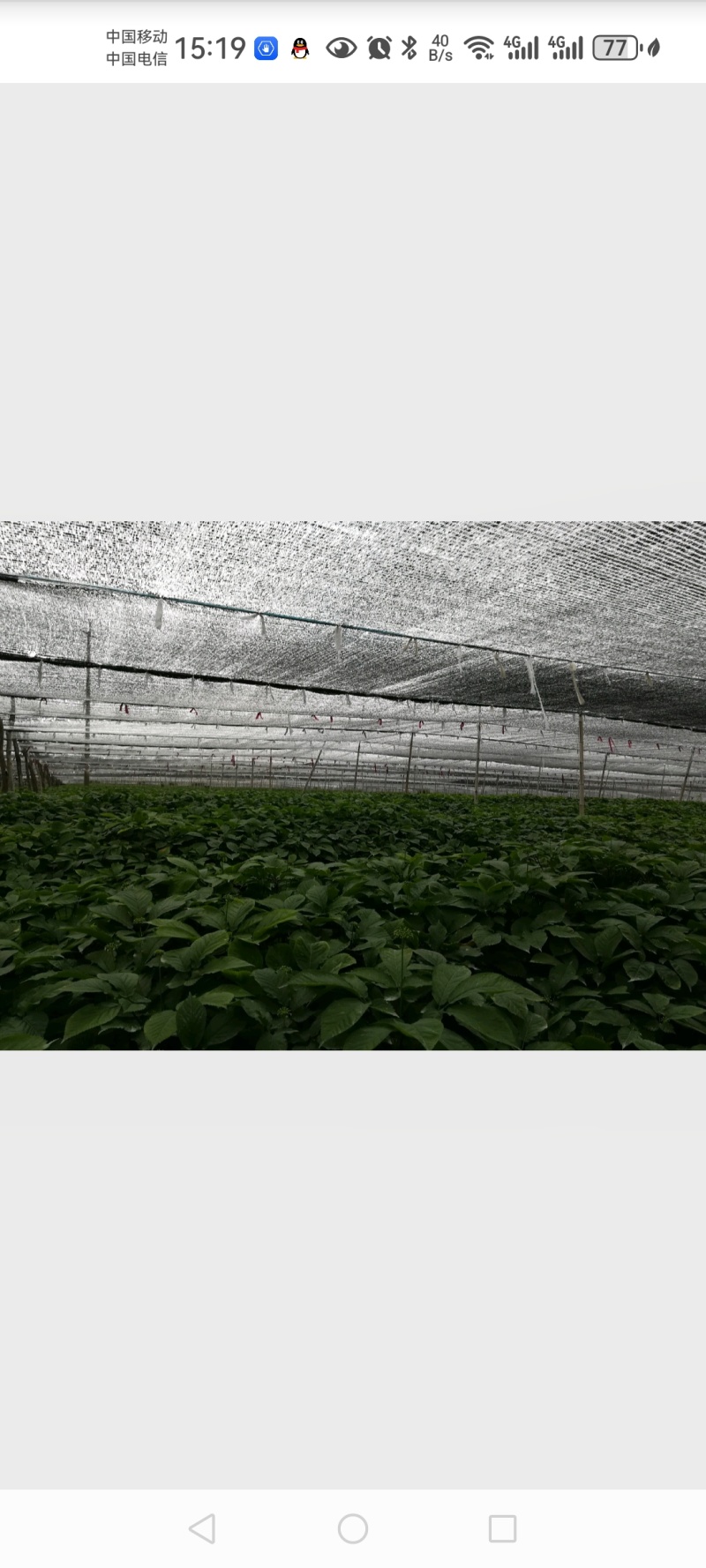 正宗文登西洋参条段根枝500克可切片打粉包邮参农大量批发