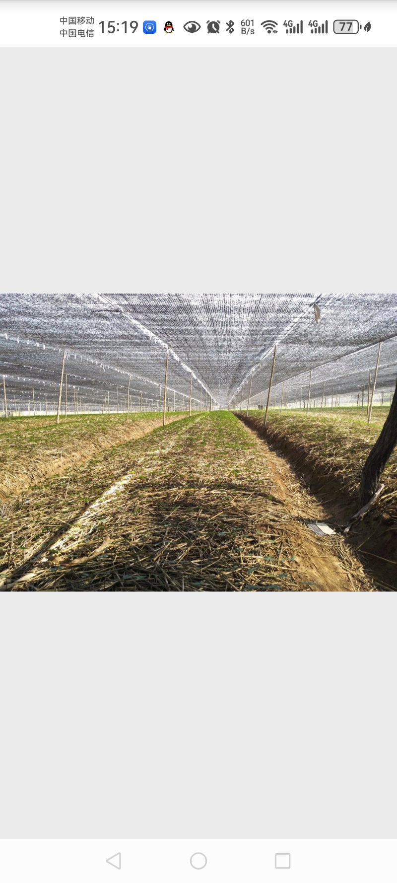 正宗文登西洋参条段根枝500克可切片打粉包邮参农大量批发