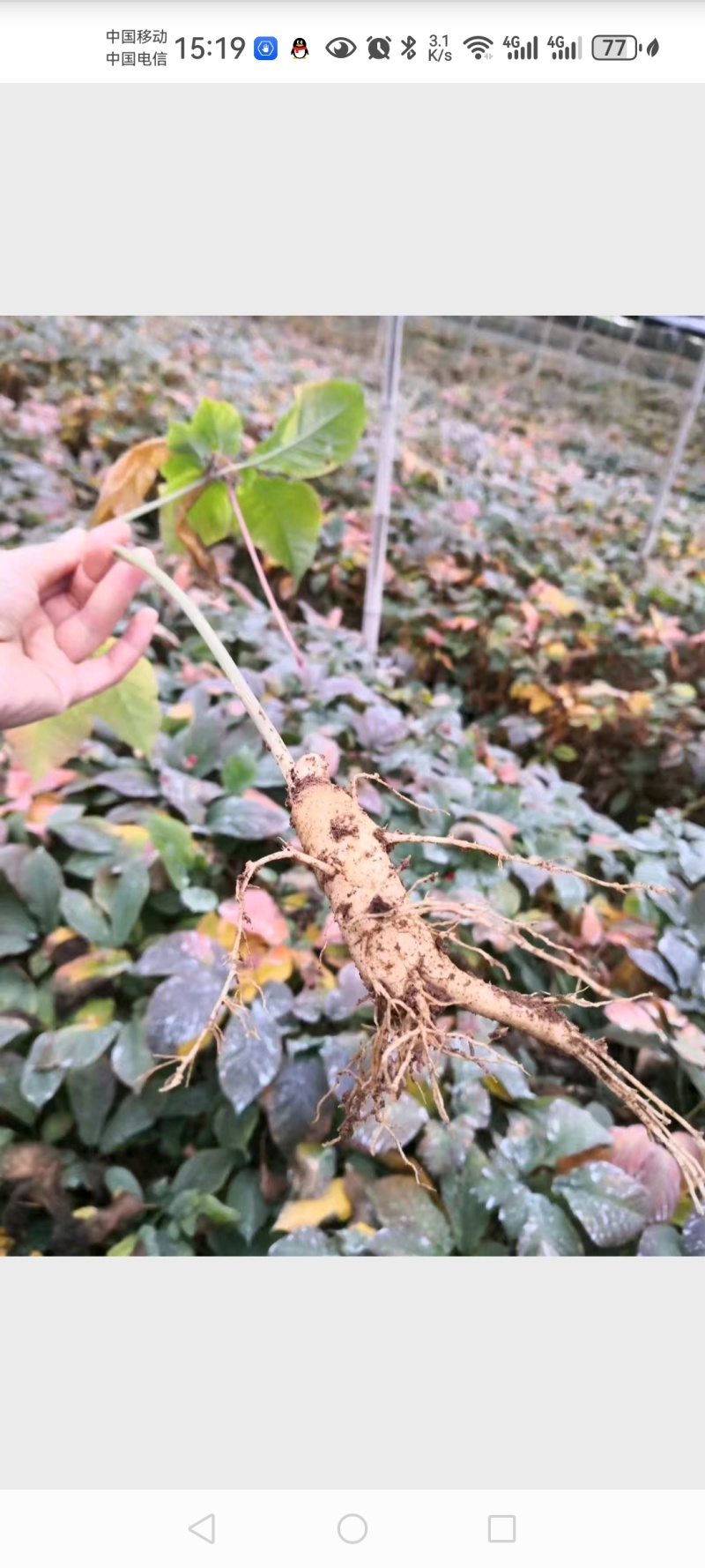 正宗文登西洋参条段根枝500克可切片打粉包邮参农大量批发