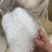 雪燕大龙须小龙须一手货源保质保真