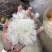 雪燕大龙须小龙须一手货源保质保真