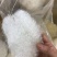 雪燕大龙须小龙须一手货源保质保真