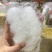 雪燕大龙须小龙须一手货源保质保真