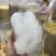 雪燕大龙须小龙须一手货源保质保真