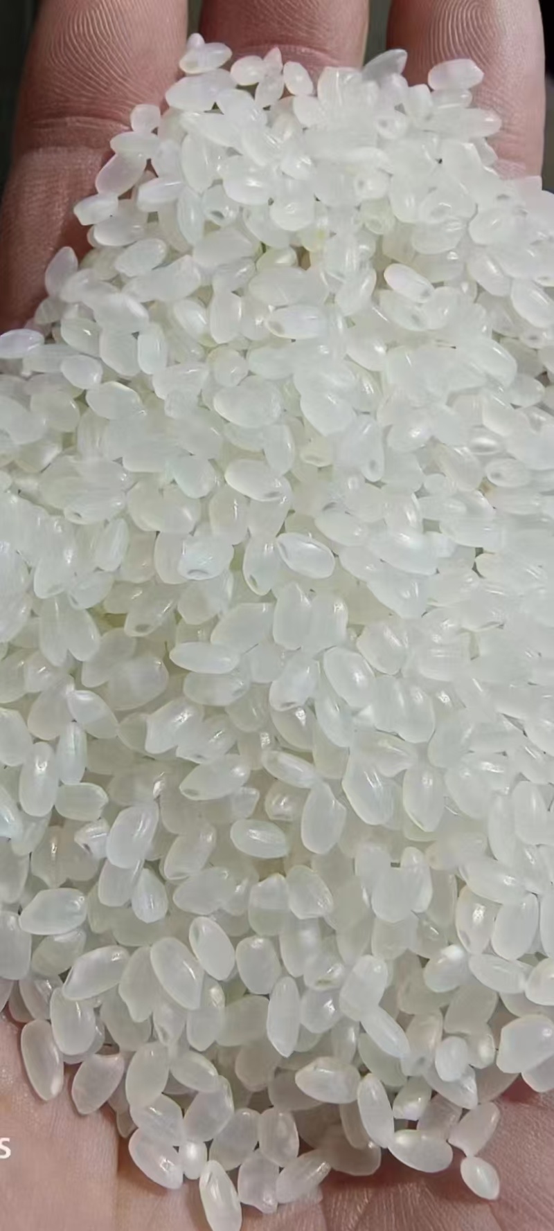 东北珍珠米