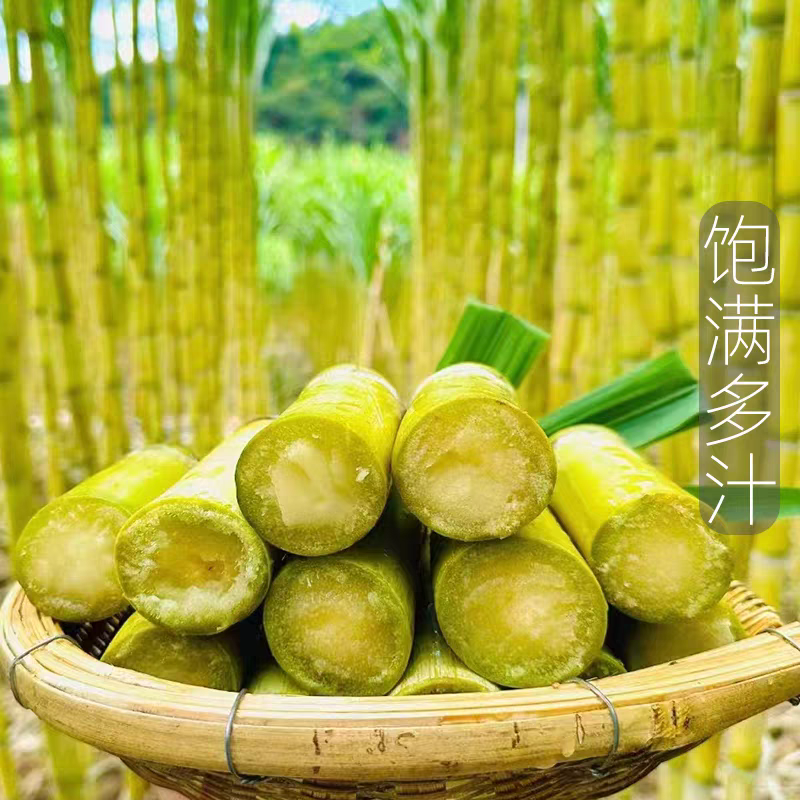 黄金甘蔗/黄皮甘蔗/广西甘蔗/产地批发/欢迎来电咨询