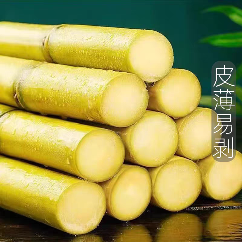 黄金甘蔗/黄皮甘蔗/广西甘蔗/产地批发/欢迎来电咨询