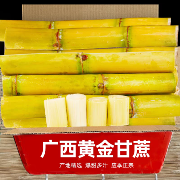 黄金甘蔗/黄皮甘蔗/广西甘蔗/产地批发/欢迎来电咨询