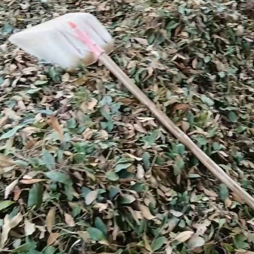 纯野生中草药石韦淫羊藿猪苓茯苓大量供应